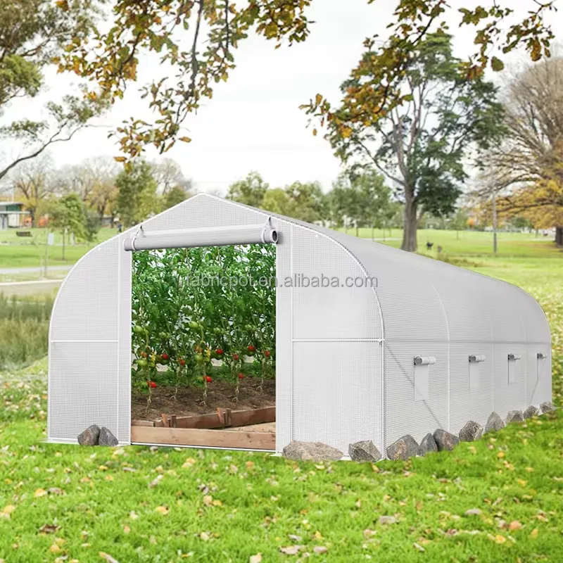 Agriculture Tomato Farming - Landwirtschaftliches Folientunnel-Gewächshaus aus Kunststoff für den