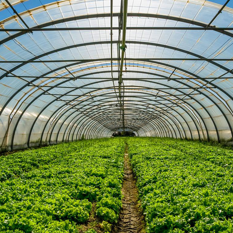 8x30 Metallrahmen Kommerzielle – Agriculture Tomato Farming Bewertung und Preis