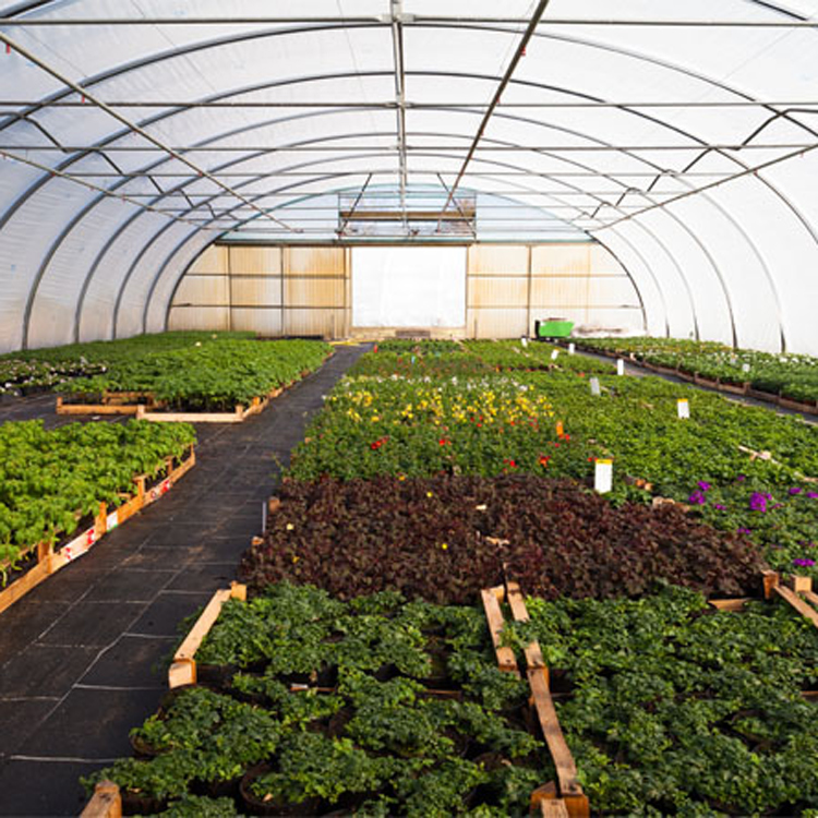 8x30 Metallrahmen Kommerzielle – Agriculture Tomato Farming Bewertung und Preis